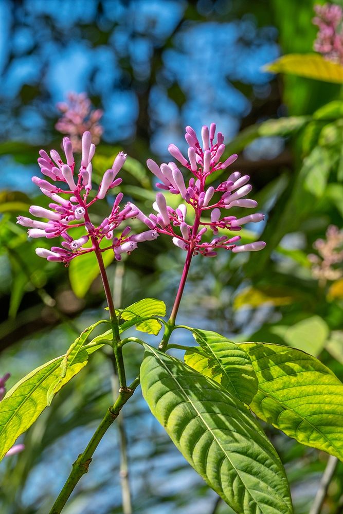 Firespike plant